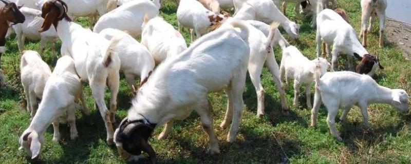 怎么看羊的牙齿判断年龄,羊的牙齿有毒吗