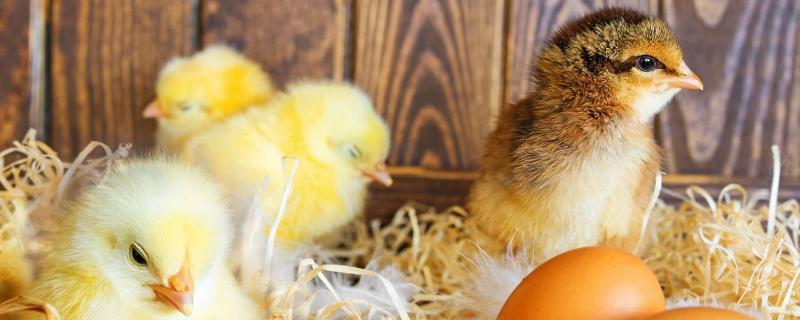 小鸡吃什么饲料长得快,饲料配方有哪些