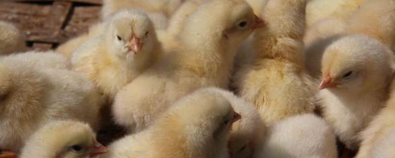 小鸡苗开始怎么养,怎么样成活率高