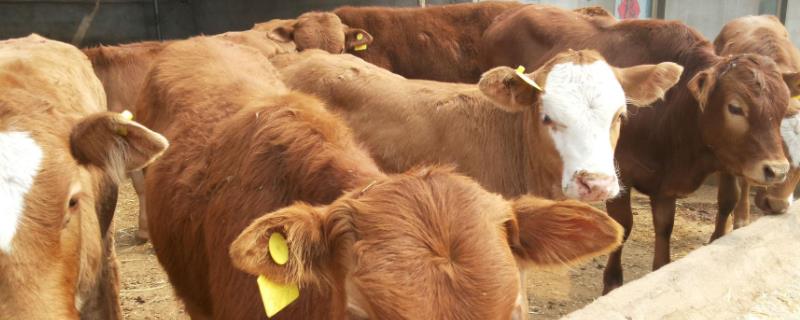 牛掉毛是什么原因?，怎么治疗（牛身上掉毛什么原因怎么治）