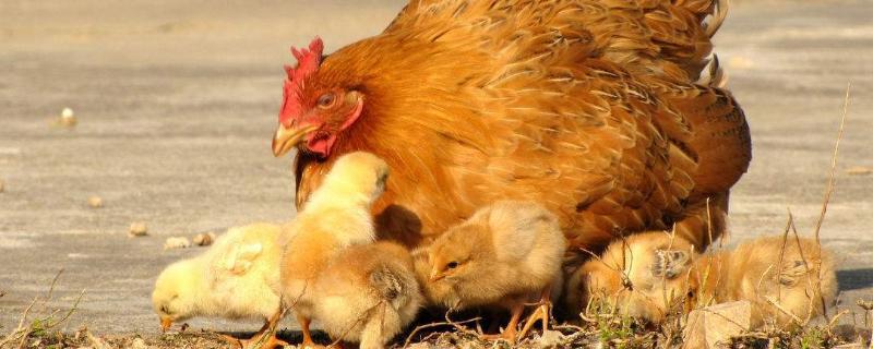 老母鸡孵小鸡需要注意什么,需要多少天