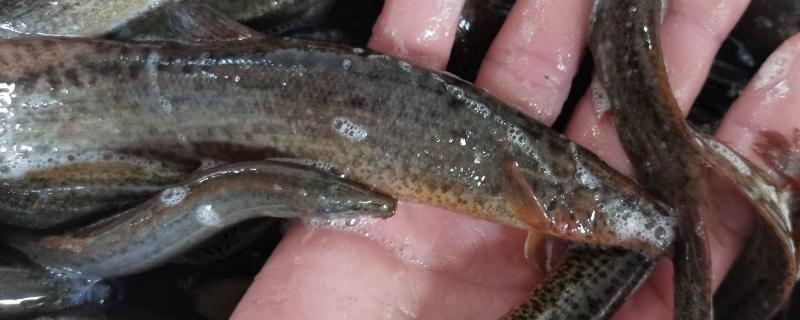 泥鳅品种（泥鳅品种大全）