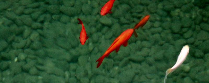 诱鱼剂配方，诱鱼灯真的能诱鱼吗（诱鱼灯真的能诱鱼吗视频）