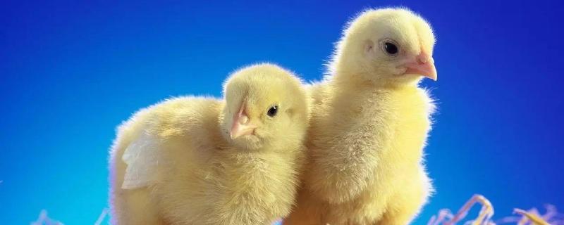 小鸡苗哪里批发，小鸡太脏了怎么洗（小鸡苗去哪里买）