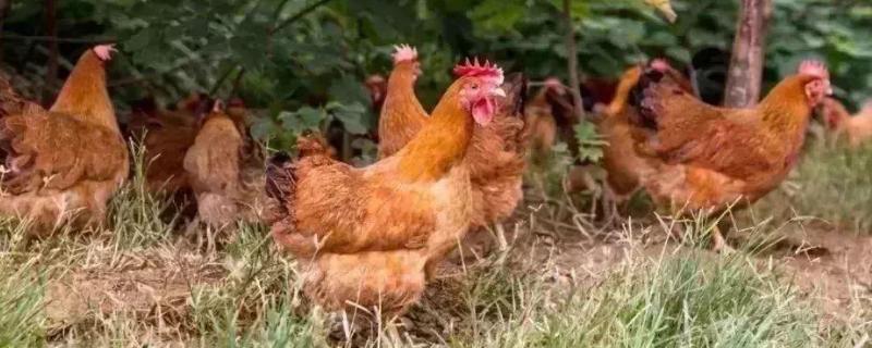 鸡的羽毛是什么颜色的,鸡互相啄毛吃是什么原因