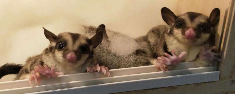 蜜袋鼯繁殖技巧,寿命有多长