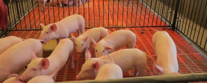 小猪站不起来是什么原因,为什么小猪割蛋不疼