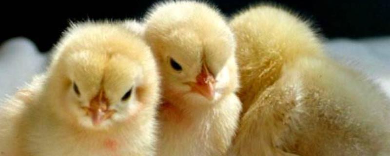 小鸡需要喝水吗，小鸡喝水会死吗 小鸡需要喝水吗,小鸡喝水会死吗