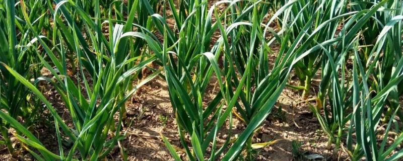 大蒜干尖黄尖是什么原因,大蒜打药多少温度合适