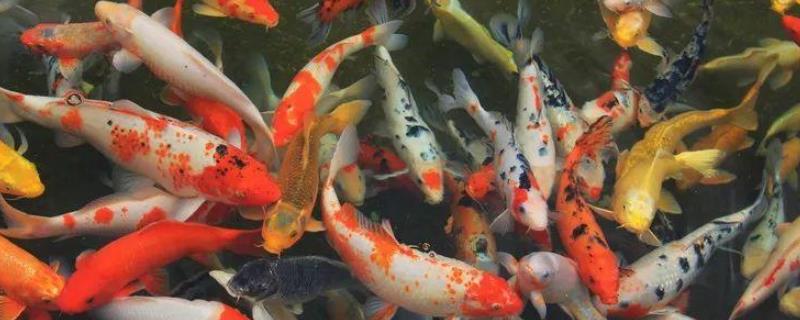 锦鲤怎么繁殖，锦鲤怎么喂养长得快（锦鲤怎么繁殖小鱼）