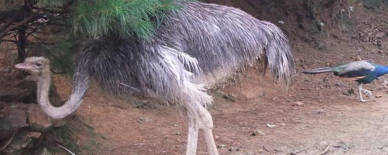 鸵鸟适合在什么地方养殖,一年产蛋多少枚