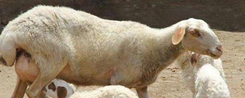 如何判断母羊快要生产了,母羊胎衣不下怎么办