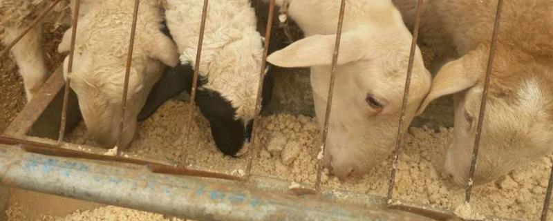 豆腐渣喂羊的正确方法,豆腐渣喂羊有什么好处