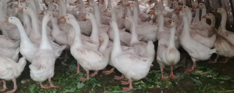 鹅有几种品种 鹅的品种有几种