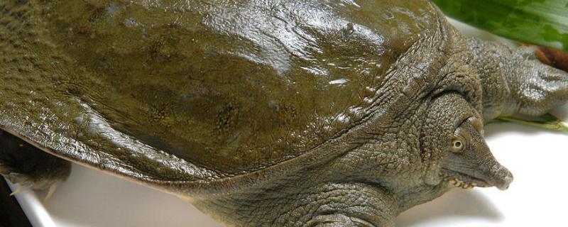 小甲鱼吃什么,甲鱼买回家怎样放能活多久