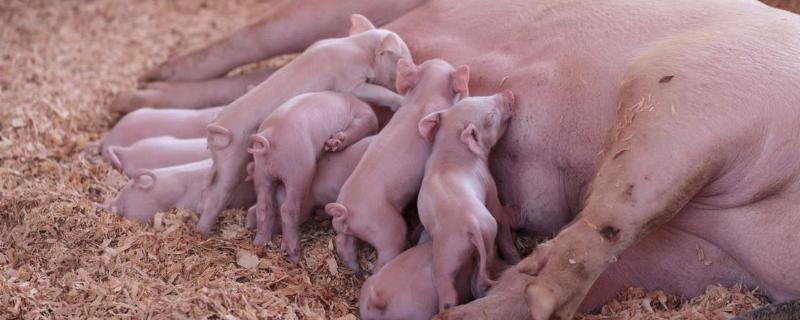 母猪四个月了还不生是咋回事,母猪奶水不足如何增奶