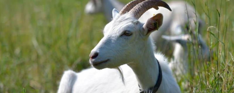 小苏打喂羊几天喂一次合适,小羊羔吃土怎么治