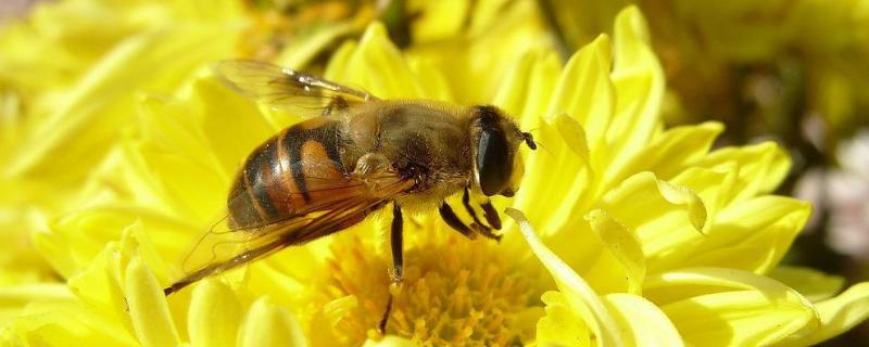 野蜜蜂怎么抓蜂王，什么时候取蜜好（野蜂怎样抓蜂王）