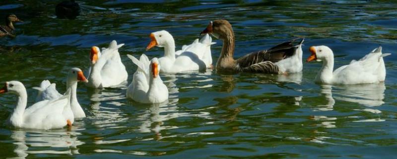 杀鹅割哪个部位放血,自家宰杀大鹅怎么开膛