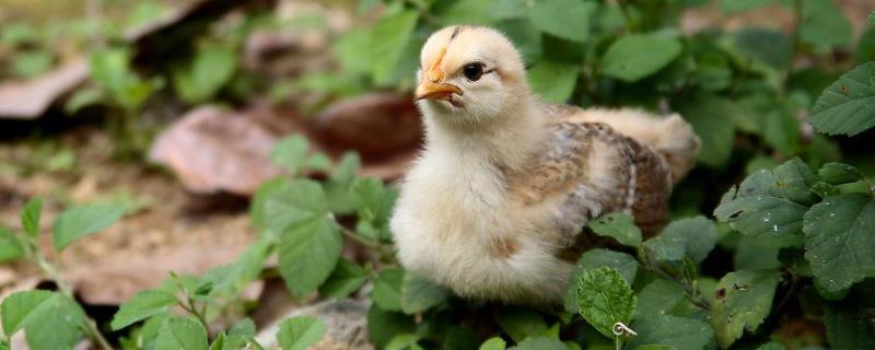 小鸡怎么喂，能吃生小米吗 小鸡可以直接喂小米吗