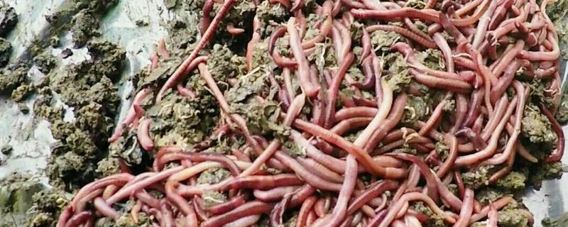 怎样养殖地龙，地龙是什么动物 地龙是怎么养殖的