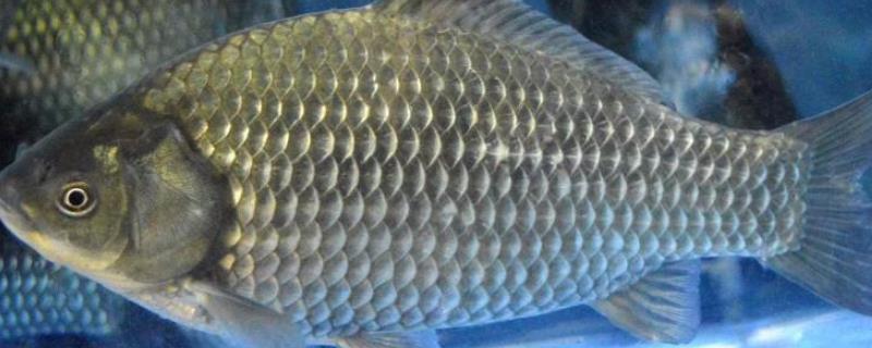 鲫鱼产卵需要什么条件,要多久结束(鲫鱼产卵需要什么条件,要多久结束喂食)