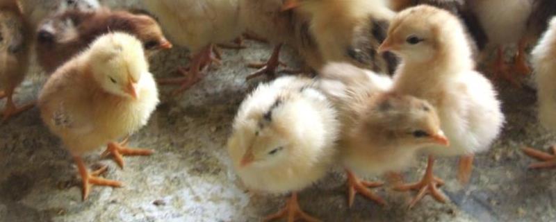 买的小鸡怎么养活?,可以单独养一只吗