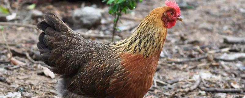 鸡的品种 鸡的品种哪种最好