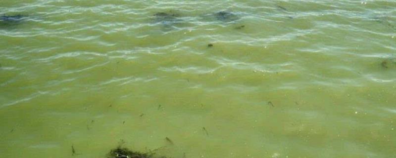 团藻对蟹塘有影响吗,团藻是真核生物吗
