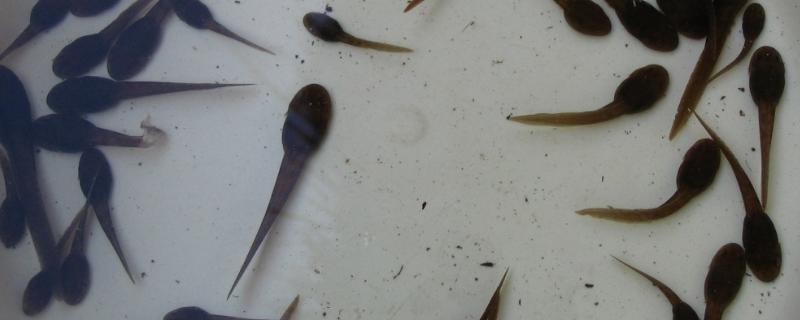 蝌蚪出现大批死亡是什么原因,死亡会沉到池塘底部吗