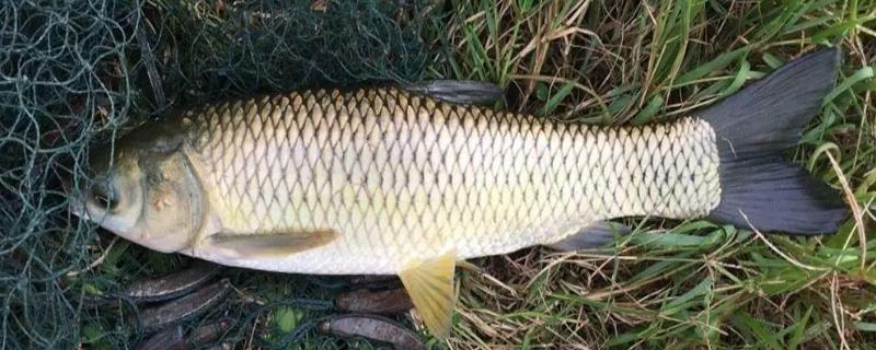 草鱼烂鳃是什么引起的，如何防治 草鱼烂鳃是什么引起的,如何防治视频