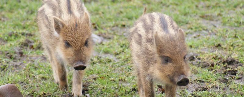 野猪对什么气味感兴趣,常出没在哪些地方