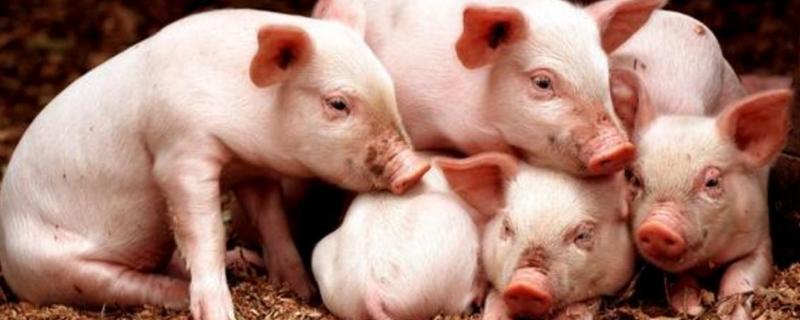 30斤左右的小猪拉稀怎么办,一般是什么原因导致的