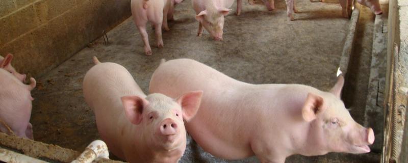 母猪有泪斑如何治疗,是什么原因导致的