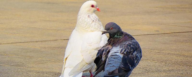鸽子二十多种中药配方,一只鸽子一个月能产多少枚蛋