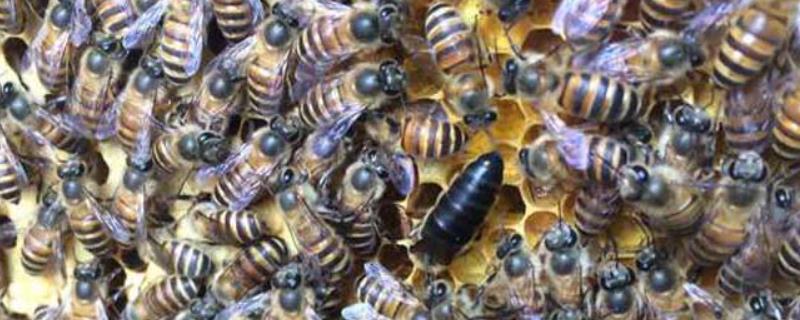 中蜂简单有效的上继箱办法,在继箱好还是巢箱好