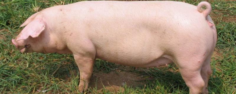 母猪蓝耳病是什么症状猪要怎么治疗 母猪蓝耳病的症状及治疗