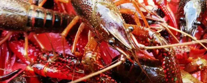 家养小龙虾怎么养，需要多少水 家养小龙虾要放多少水