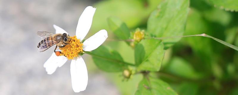 野蜂种类（贵州野蜂种类）