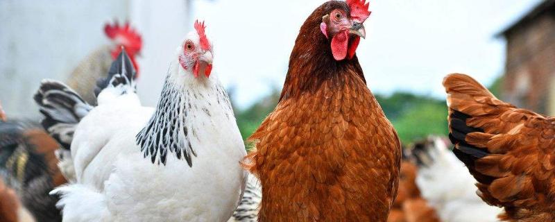 鸡冬天在外面能冻死吗,睡外面会冷吗