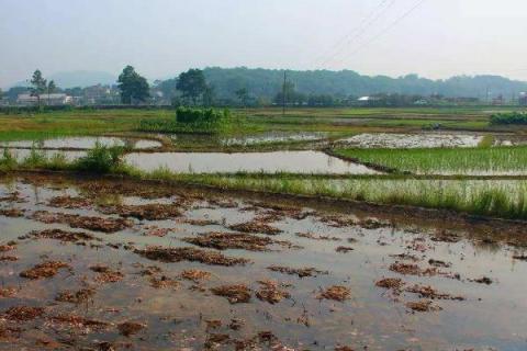 马蹄种植方法和时间