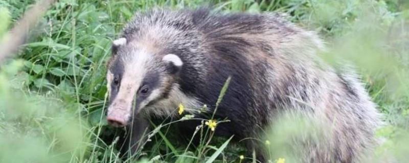 獾猪是几级保护动物,是獾还是猪?能人工养殖吗,市场前景如何