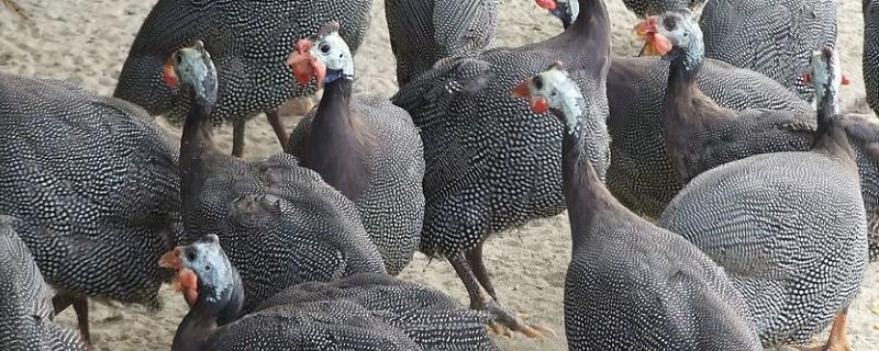 一个月的火鸡一般有多重，能长多大（一个月的火鸡一般有多重,能长多大呢）