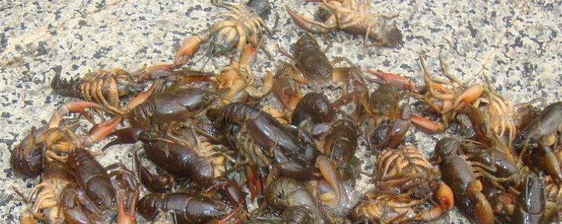 东北喇蛄和小龙虾的区别,东北喇蛄的养殖方法