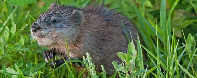 麝香鼠冬季养殖办法 麝香鼠一年繁殖多少仔