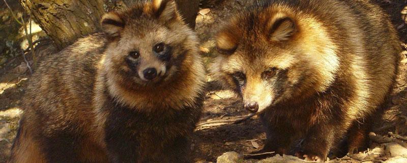 貉子主要在哪里 貉子在哪里生活