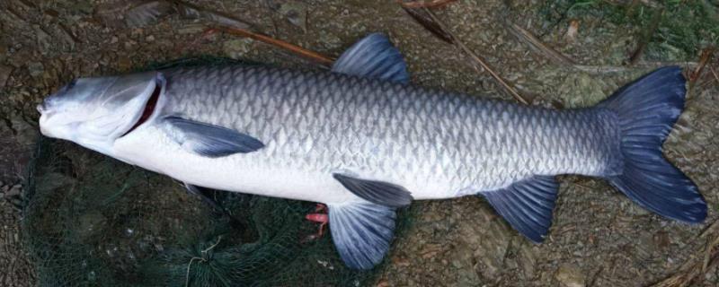 青鱼寿命，一百斤的青鱼需要多少年（100斤的青鱼）