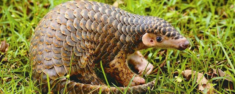 穿山甲和炮山甲的区别 炮穿山甲和穿山甲有什么区别