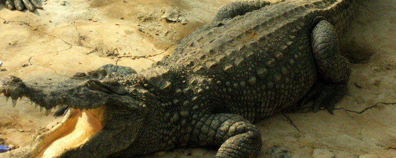 鳄鱼养殖需要什么条件 人工养殖鳄鱼需要什么条件