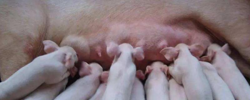 母猪吃了鸡蛋会流产吗,吃生鸡蛋好还是熟鸡蛋好